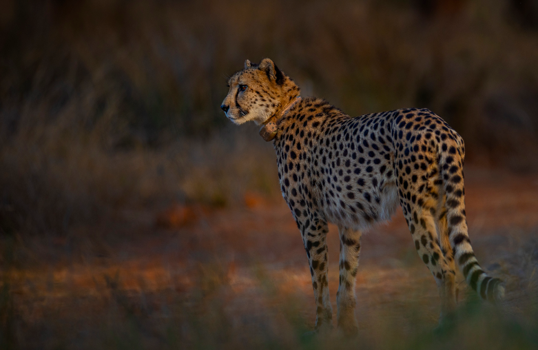 Cheetah In Kuno National Park