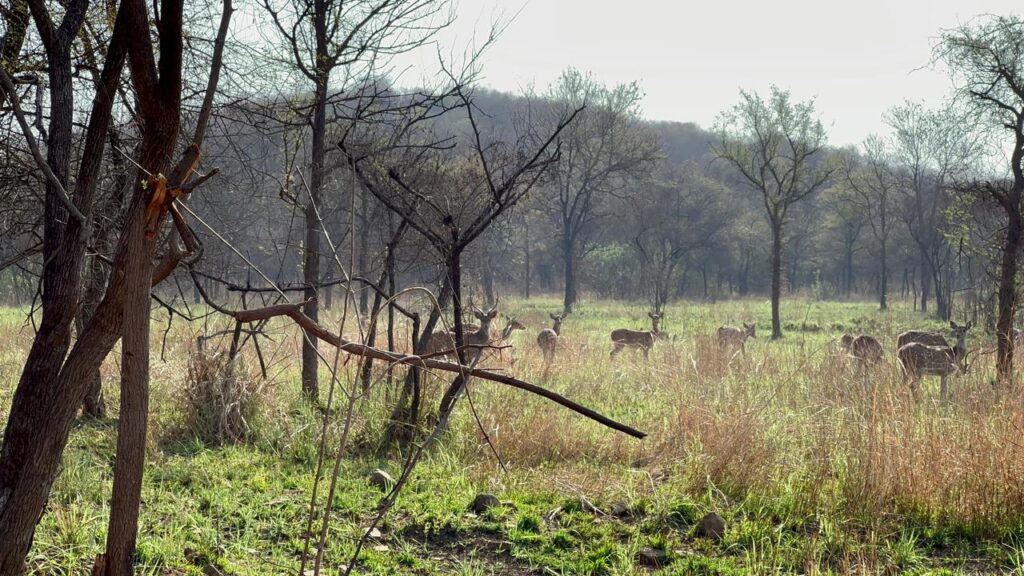 Chital deer in Kuno Grasslands 